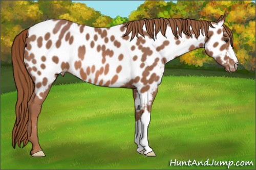 Horse Color:Chestnut Appaloosa 
