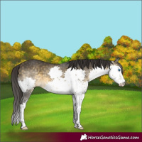 Horse Color:Buckskin Splash 