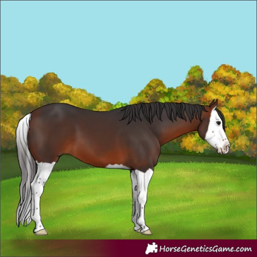 Horse Color:Bay Splash 