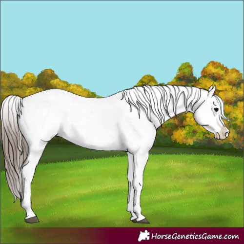 Horse Color:Black Appaloosa Rabicano 
