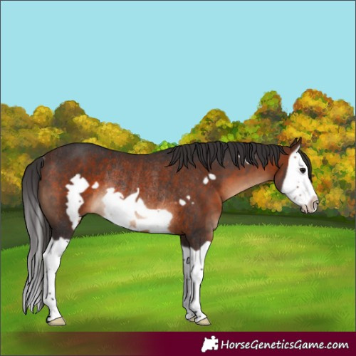 Horse Color:Brown Splash Frame Rabicano 