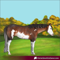 Horse Color:Brown Splash Frame Rabicano