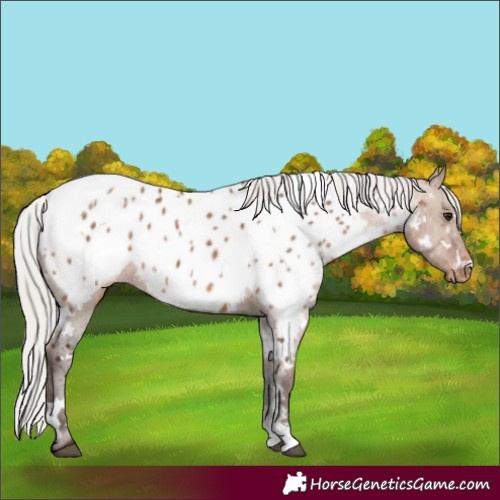 Horse Color:White Spotted Silver Brown Dun Near Leopard Brindle 