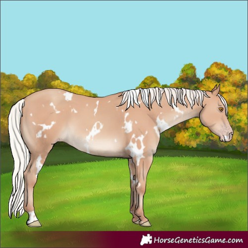 Horse Color:White Spotted Silver Classic Champagne 