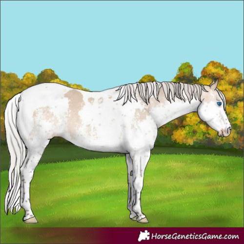 Horse Color:White Spotted Silver Brown Dun Splash Tobiano 