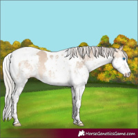 Horse Color:White Spotted Silver Brown Dun Splash Tobiano 