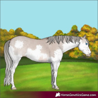 Horse Color:Liver Red Dun Mushroom Splash 