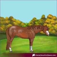 Horse Color:Chestnut 