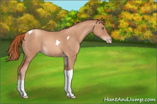Horse Color:Gold Champagne Roan Tobiano Rabicano 