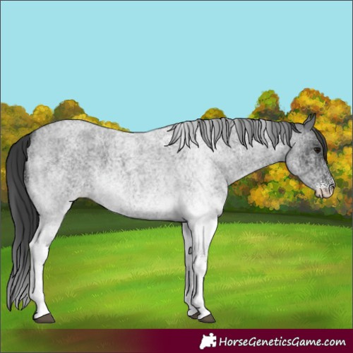 Horse Color:White Spotted Blue Roan