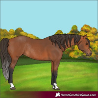Horse Color:Bay Rabicano 