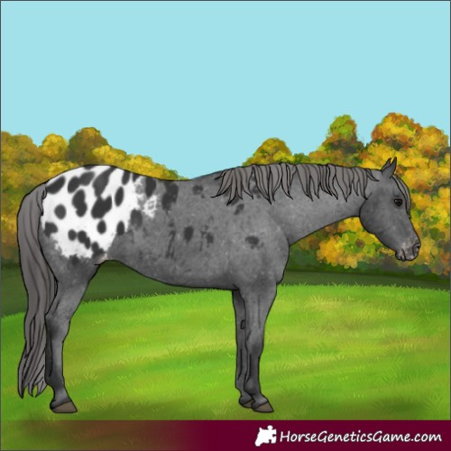 Horse Color:Black Appaloosa 