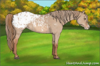 Horse Color:Red Dun Appaloosa  and Red Dun Splash Appaloosa 