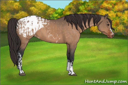 Horse Color:Brown Dun Appaloosa and Brown Dun Appaloosa