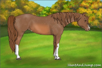 Horse Color:Chestnut Appaloosa 
