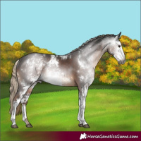 Horse Color:Gray Liver Chestnut Sabino Rabicano