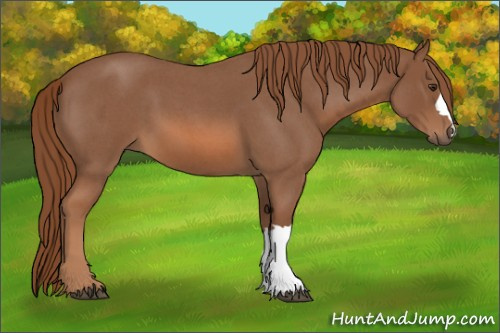 Horse Color:Red Roan 
