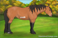 Horse Color:Bay Frame 