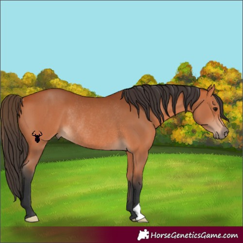 Horse Color:Bay Rabicano