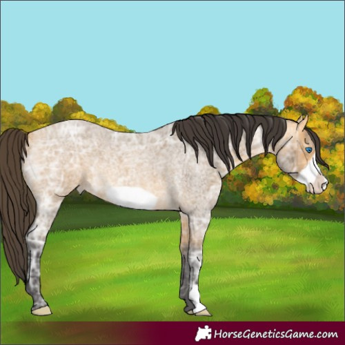 Horse Color:Buckskin Ice Roan Frame 