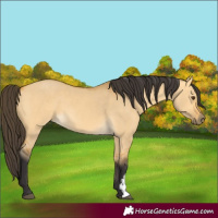 Horse Color:Buckskin Dun Sabino