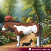 Horse Color:Bay Splash Frame 