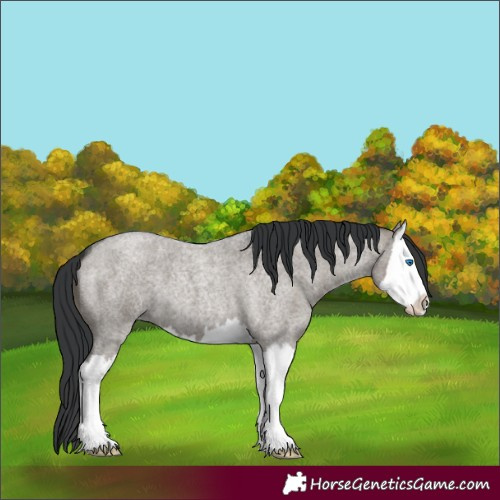 Horse Color:Grullo Roan Splash 