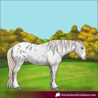 Horse Color:Liver Red Roan Blanket 