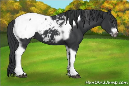 Horse Color:Black Tobiano Frame Snowcap 