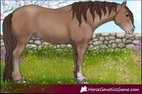 Horse Color:Classic Champagne Rabicano  and Classic Champagne Rabicano 