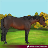 Horse Color:Brown 