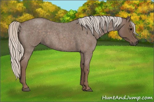 Horse Color:Silver Blue Roan 
