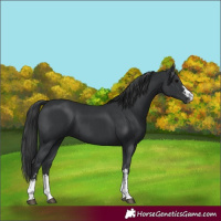 Horse Color:Black and Black