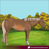 Horse Color:Chocolate Palomino