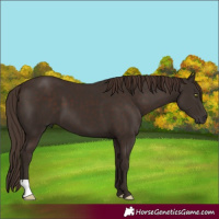 Horse Color:Liver Chestnut 