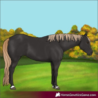 Horse Color:Liver Chestnut 