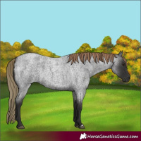 Horse Color:Liver Red Roan 