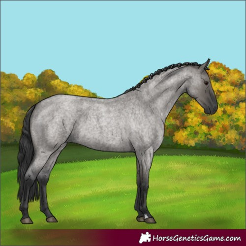 Horse Color:Grullo Roan 