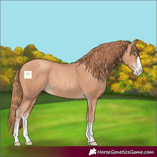 Horse Color:Gold Champagne Splash 