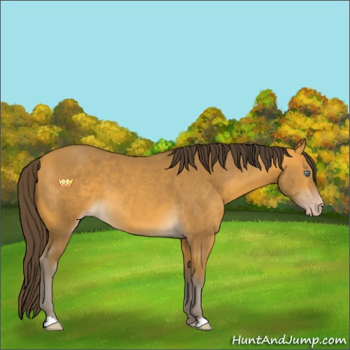 Horse Color:Sable Cream Champagne