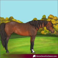 Horse Color:Bay 