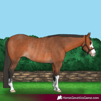 Horse Color:Bay Rabicano 