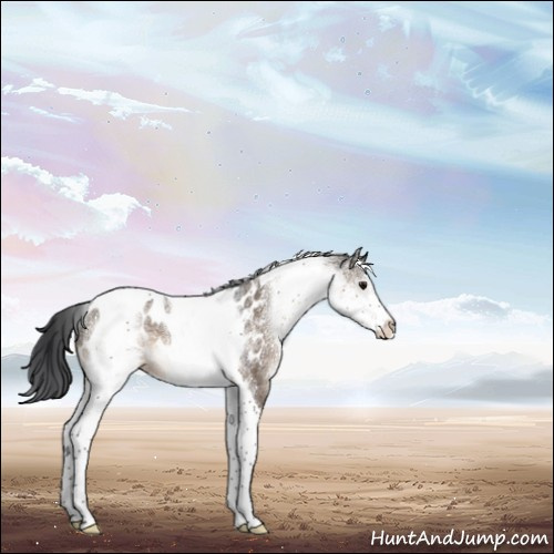 Horse Color:White Spotted Brown Dun Tobiano Appaloosa 