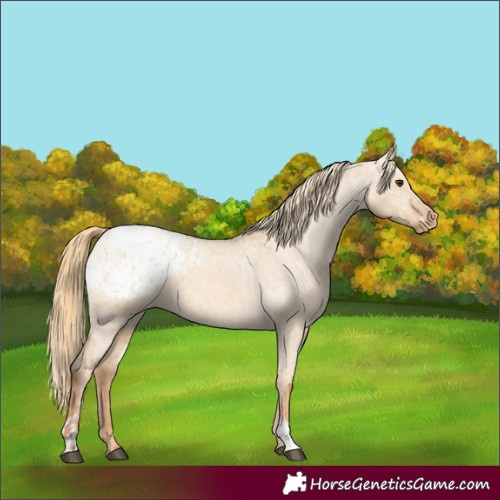 Horse Color:Red Dun Appaloosa  and Red Dun Appaloosa 