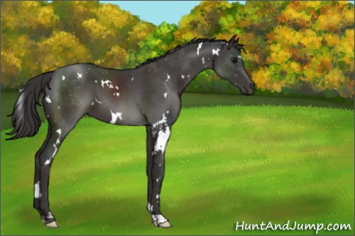 Horse Color:White Spotted Smoky Black 
