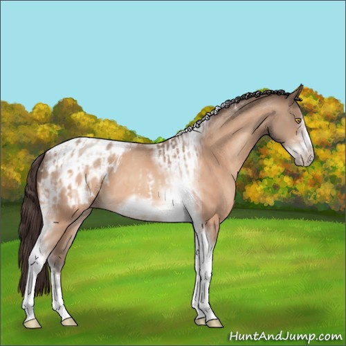 Horse Color:Amber Champagne Sabino Tobiano Frame Appaloosa  and Amber Champagne Sabino Tobiano Frame Appaloosa 