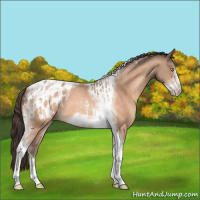 Horse Color:Amber Champagne Sabino Tobiano Frame Appaloosa  and Amber Champagne Sabino Tobiano Frame Appaloosa 