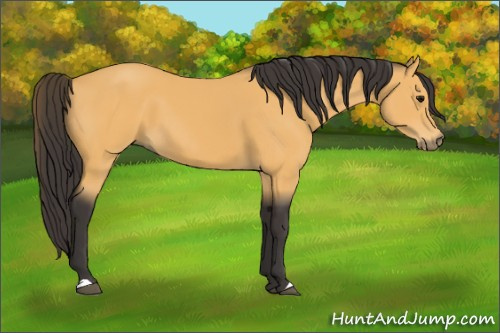 Horse Color:Buckskin 