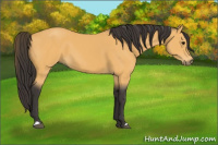 Horse Color:Buckskin 