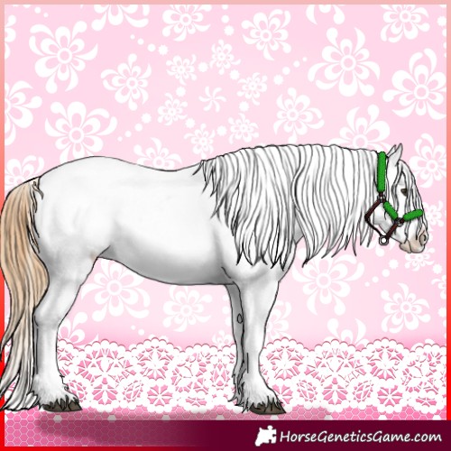 Horse Color:Red Dun Near Leopard  and Red Dun Splash Near Leopard 